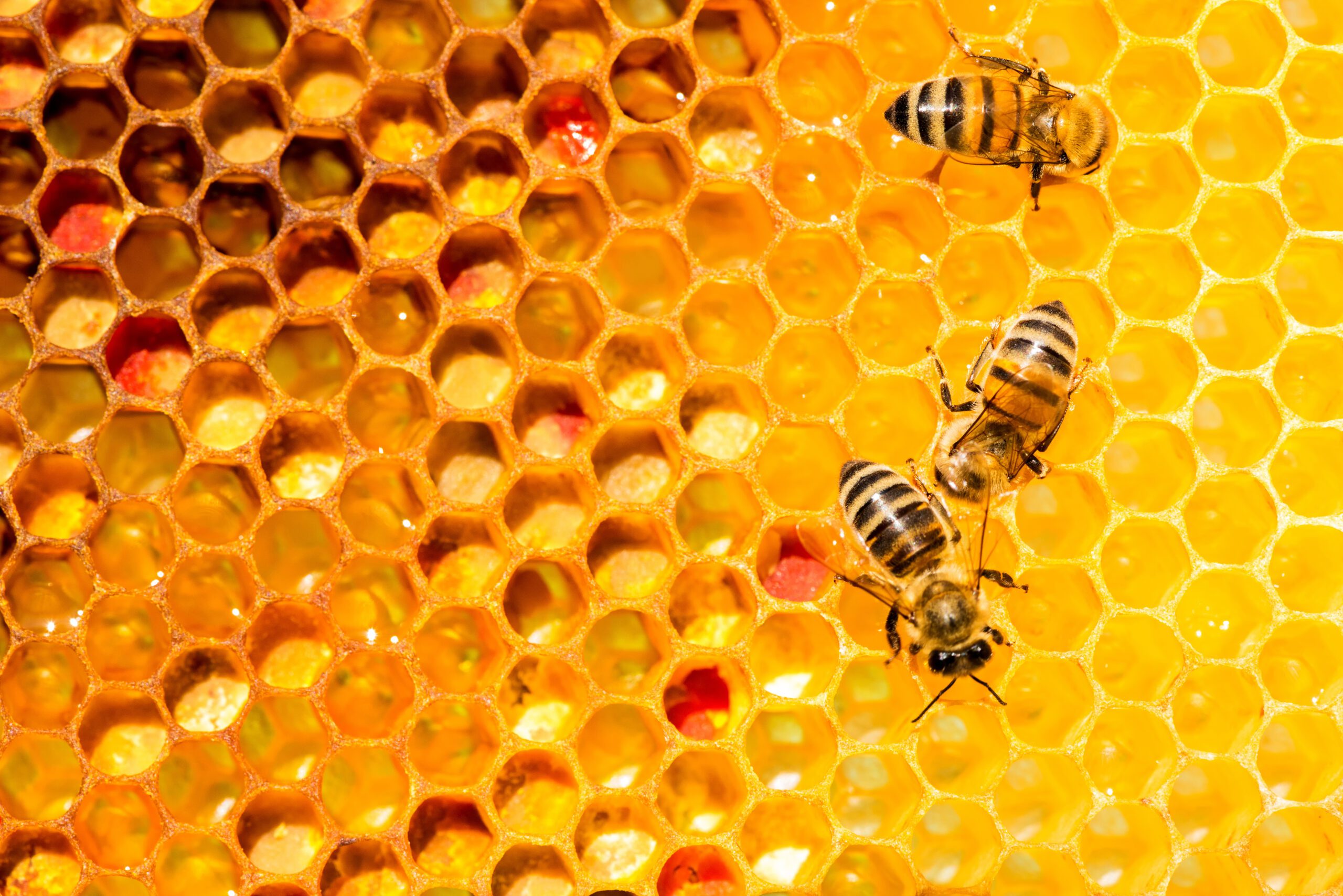 Conheça os tipos de abelhas mais comuns no Brasil